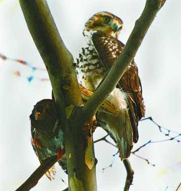 bird-2004-01-06_z