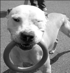 Housing Authority puts bite on pit bulls pinschers, rotties 11 boston-2009-05-05_z