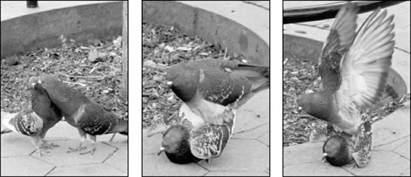 pige-2011-07-20_z