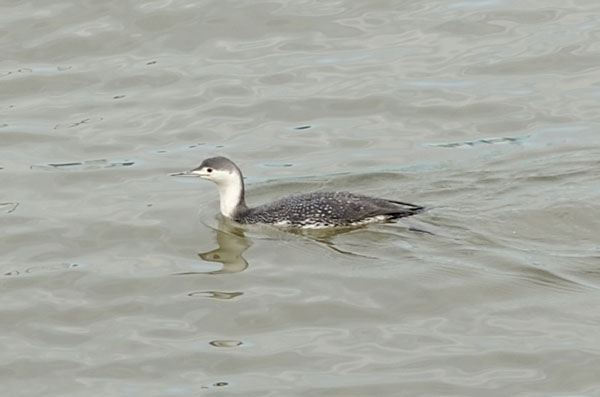 Battery Park City Beat, April 17, 2013 2 A red-throated loon surfaced between dives in the Hudson River off the Battery Park City esplanade. It will soon be on its way to its breeding grounds in the high Arctic. Some of these birds spend the winter in the New York City area. Others go as far south as Florida for the winter and travel thousands of miles between their winter and summer homes.