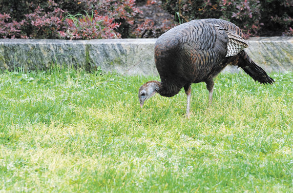 Battery Park City, Week of May 29, 2013 2 Downtown Express photos by Terese Loeb Kreuzer This turkey spotted recently in Wagner Park appeared to be a little more plump than the famed Zelda, who has lived for a decade in neighboring Battery Park.