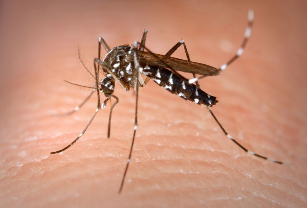 Battery Park City, Aug. 14, 2013 1 Photo courtesy of the U.S. Centers for Disease Control and Prevention The Asian mosquito has been spotted in Battery Park City as well as other places in New York City.