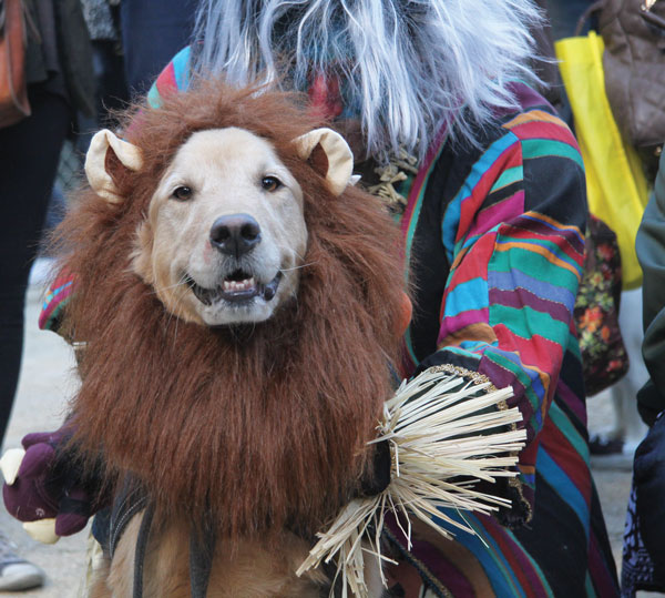 Putting on the dog for Halloween at park pooch parade 6 Photos by Tequila Minsky