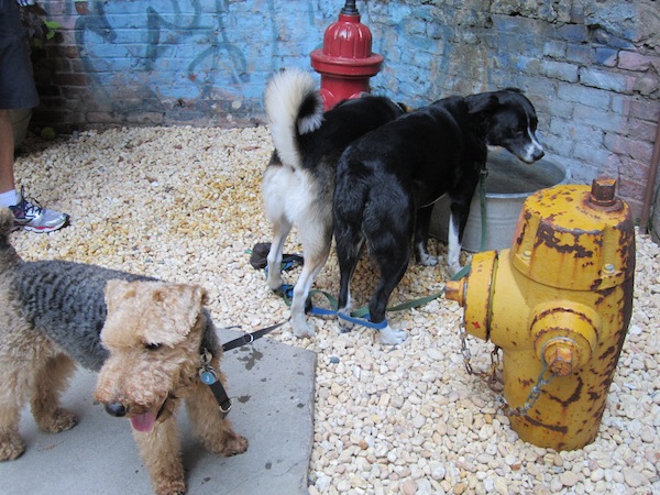 Hydrating amid the hydrants 2 Photo by Lincoln Anderson