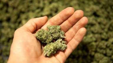 Marijuana iStock Cropped/lt