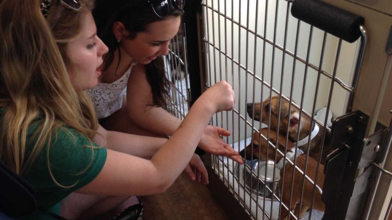 amny pets top image 61 cropped