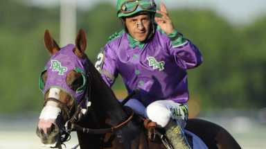 California Chrome, ridden by jockey Victor Espinoza, after the 146th running of the Belmont Stakes as California Chrome went for the Triple Crown on Saturday, June 7, 2014 at Belmont Park. Photo Credit: Kathleen Malone-Van Dyke