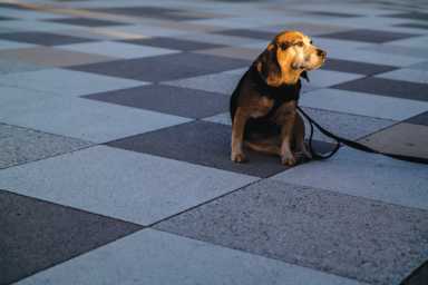 dog-in-thought