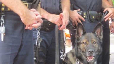 ASPCA NYPD Brutus cropped