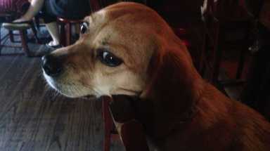 dog in bar the gate amny cropped