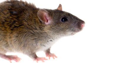 istock rat amny copy