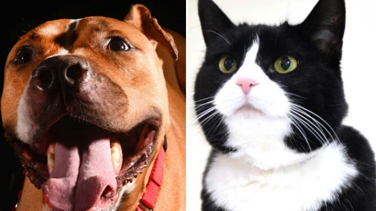 ascpa seniors-CROPPED