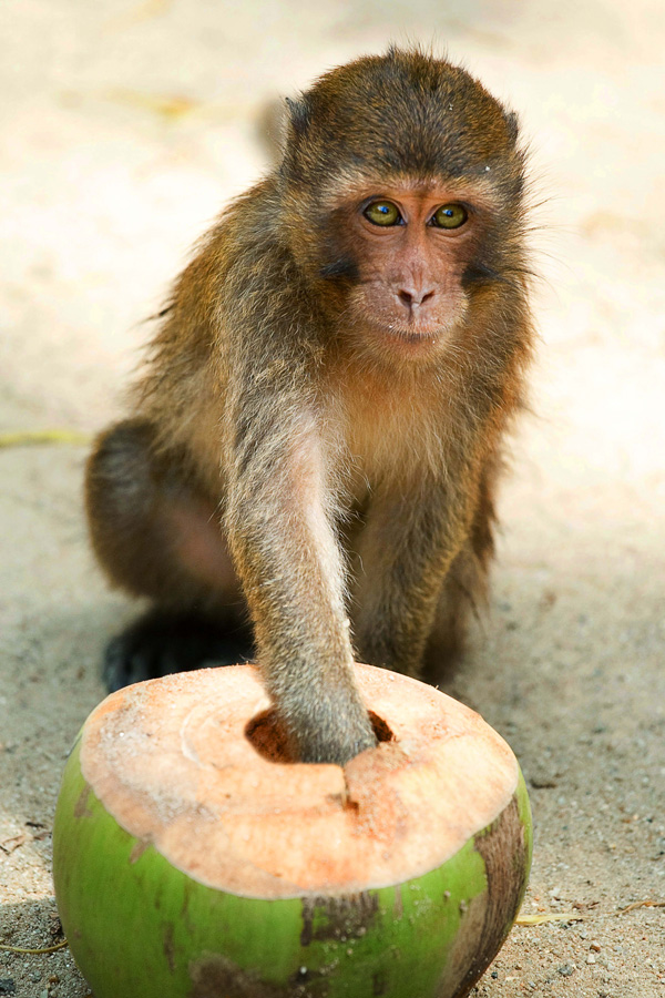 Just Do Art, Week of Feb. 19, 2015 2 Monkey see, monkey want…but what happens when monkey gets? Rubin Museum of Art’s Brainwave Festival contemplates attachment and happiness. Courtesy of the Rubin Museum of Art