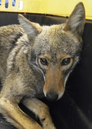 Coyote caught in B.P.C. 1 Photo courtesy of NYPD. The coyote who was caught in Battery Park City, April 25.