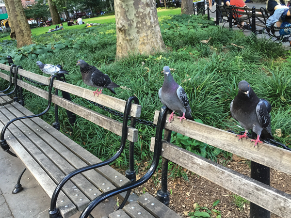 Pigeons