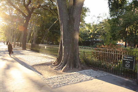 Museum Expansion Review Can Balance Interests 2 The Theodore Roosevelt Park. | MICHAEL SHIREY