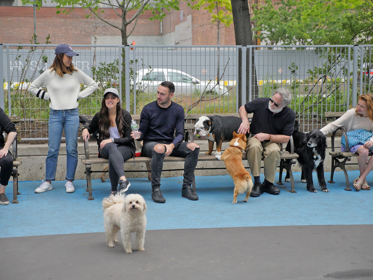 leroy dog run 4