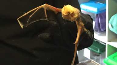 AMNWBATS1103_WEB