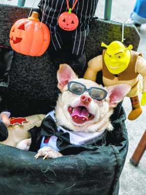 seaport-report-november-2016-dogpic1DEPRINT_ONLYCMYK