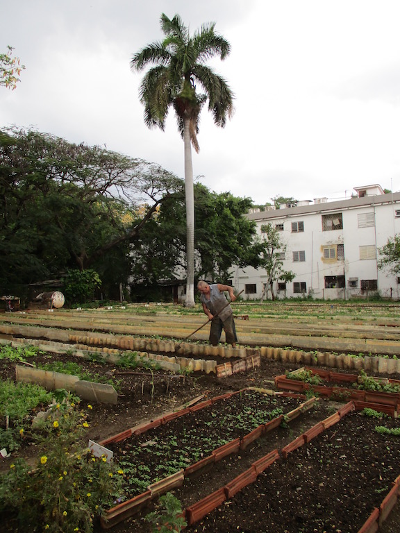 Our man in Havana on its farms and gardens 7