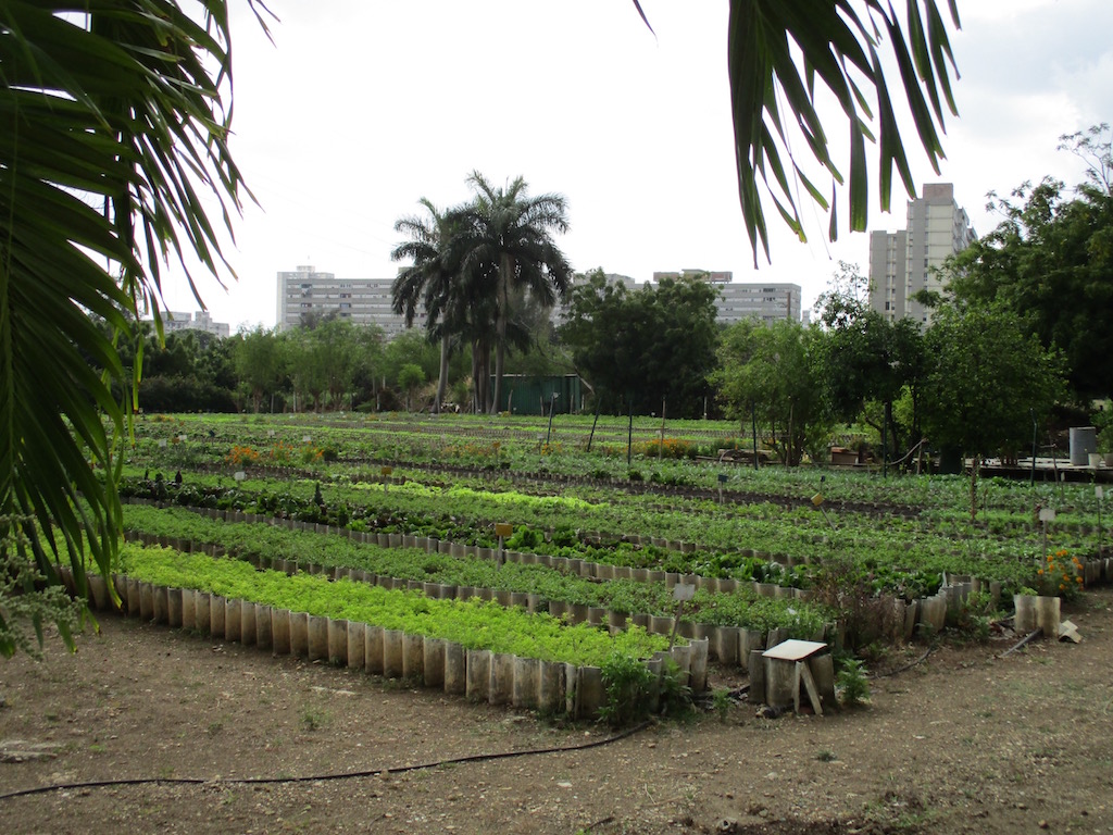 Our man in Havana on its farms and gardens 5