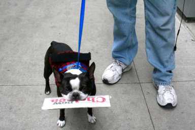 Aug31_Dog_Paper