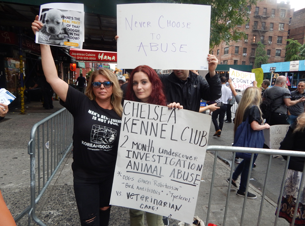 Exposé Puts Chelsea Kennel Club in the Doghouse; Owner Calls Investigation a ‘Hatchet Job’ 2