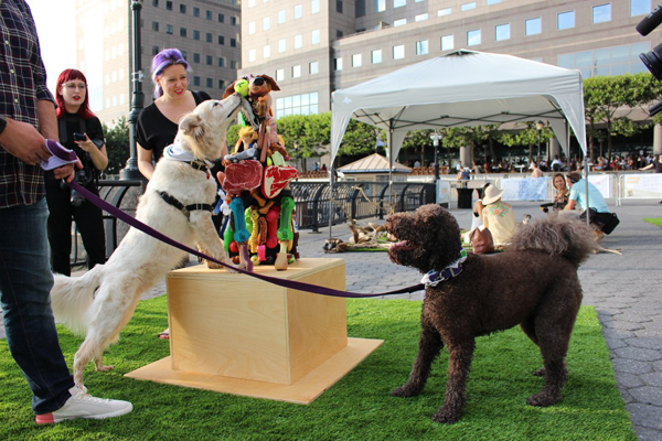Haute hounds: Brookfield hosts art show for dogs 1