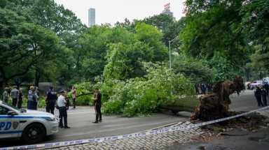 NYTREE081617 **