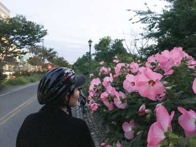 pink-flowers-bike-paths-v01,VIL,PRINT_WEB,WEB