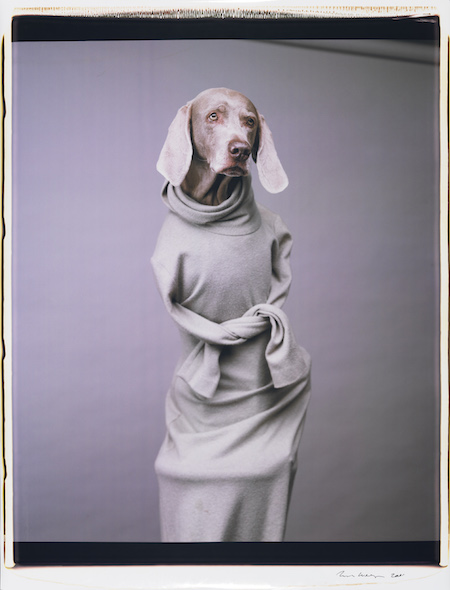 William Wegman: Old dogs, new show, visual tricks 2