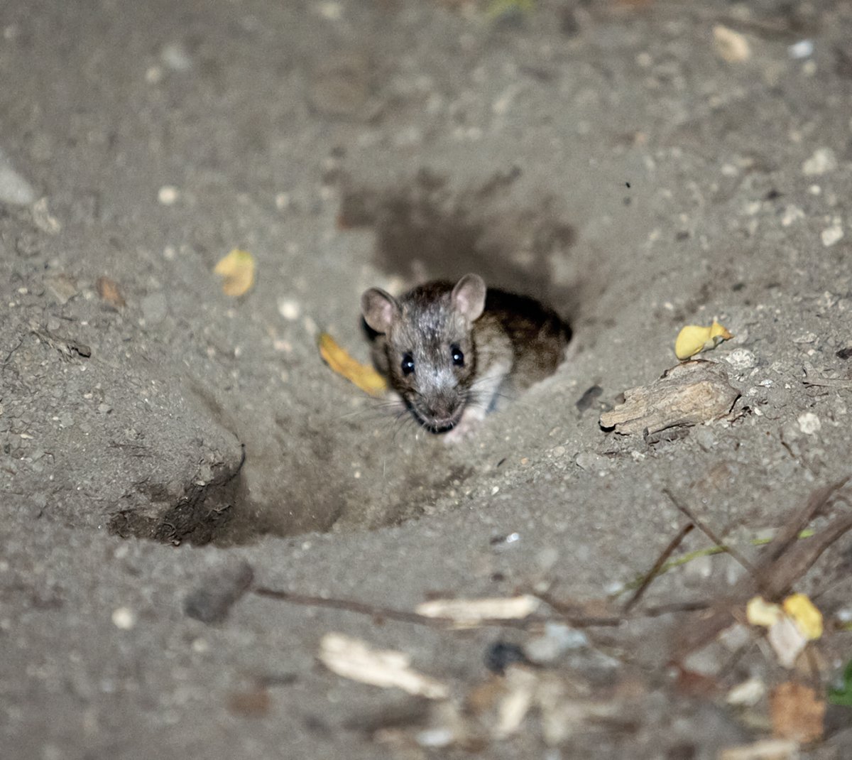 Ratcheting up the war on rats: A team effort 2