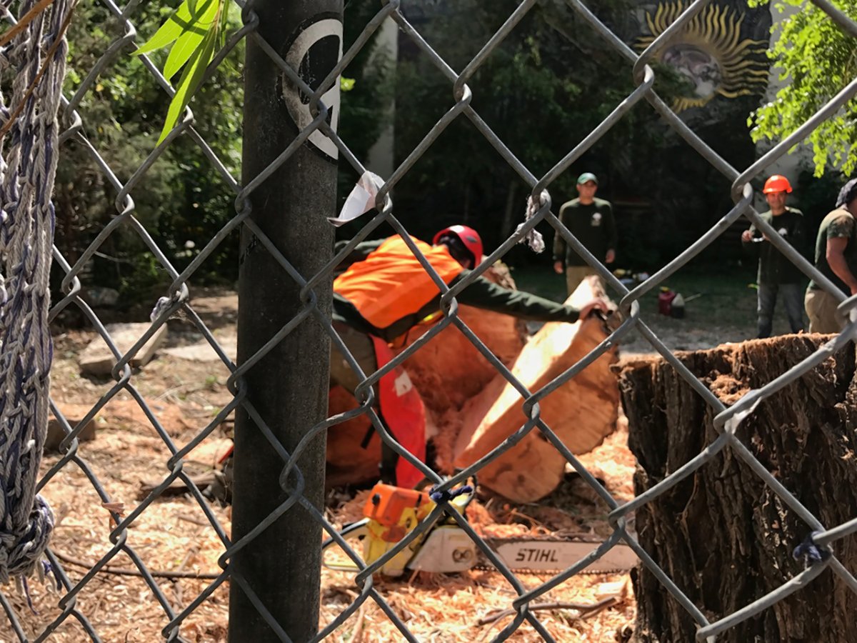 Ode to Cher: Gardeners weep over willow’s loss 1