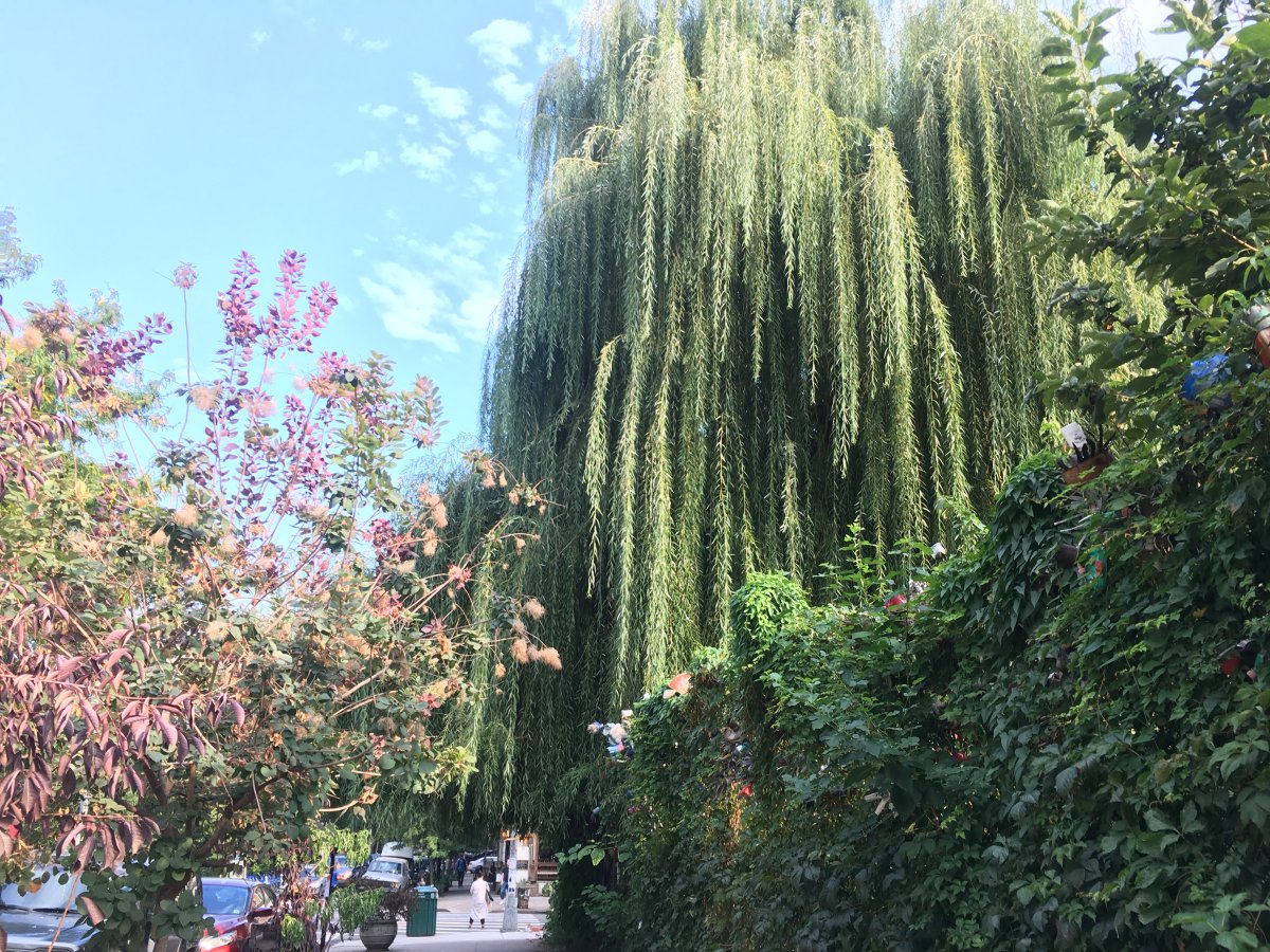 Ode to Cher: Gardeners weep over willow’s loss 2