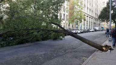 Nov2_Tree_Street