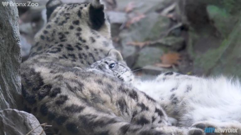 Snow leopard cub makes Bronx Zoo debut 1 Snow leopard cub makes Bronx Zoo debut