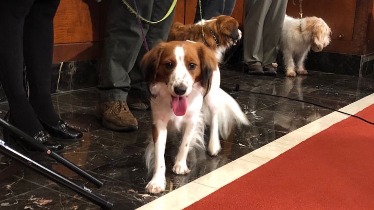 American Kennel Club adds two new breeds