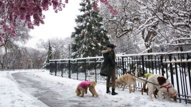 Snow falls in Tompkins Square Park in Manhattan