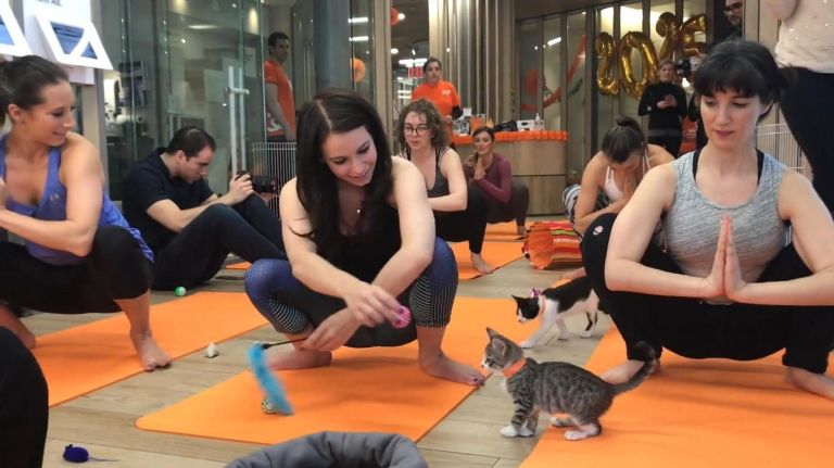 Yoga with kittens may not be relaxing but it's cute 1 Yoga with kittens may not be relaxing but it’s cute