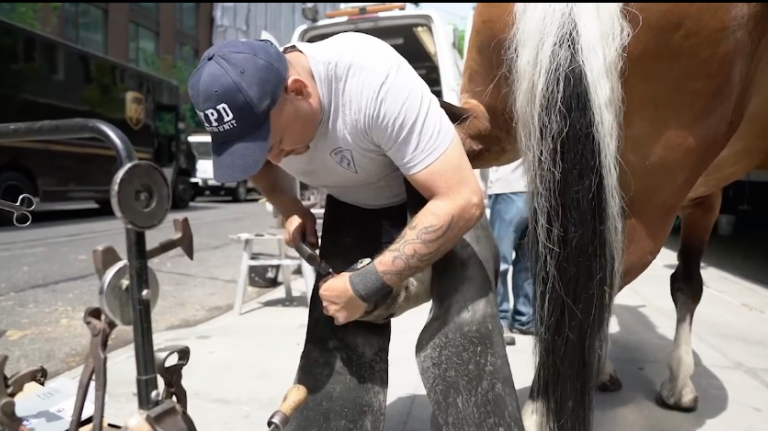 NYPD horseshoers have ‘greatest responsibility’ of keeping horses happy and healthy 1 NYPD horseshoers have ‘greatest responsibility’ of keeping horses happy and healthy