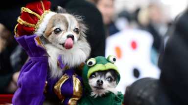 amnwdog181019_photos