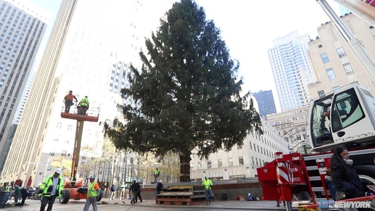 Rockefeller Center Christmas tree goes up 1 Rockefeller Center Christmas tree goes up