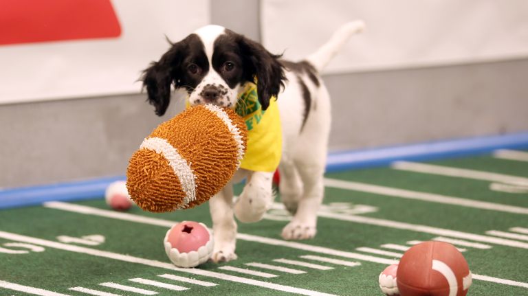 PUPPY BOWL XII