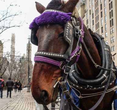 TQ-horsecarriage-7769 copy