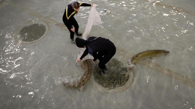 Five endangered Atlantic sturgeon now on exhibit at NY Aquarium 1 Five endangered Atlantic sturgeon now on exhibit at NY Aquarium