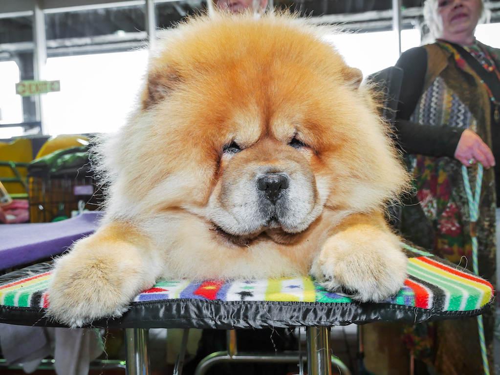 Dog days at the Garden; Stars were all fetching 1
