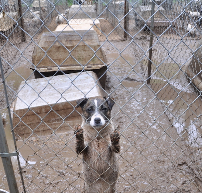 Rosenthal unleashes bill to shut ‘puppy mills’ 2