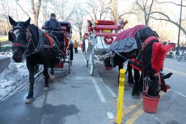TQ-horses-1724