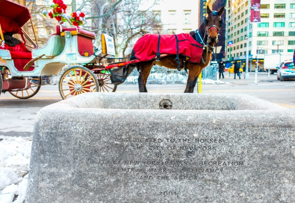 Activists hail horses’ move to park; Hacks unhappy 4