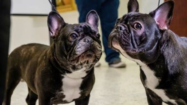 amnwdogs190321